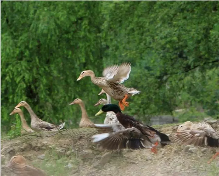 黔东南三穗【中国四大名鸭之一三穗麻鸭—血浆鸭】