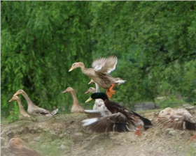 黔东南三穗【中国四大名鸭之一三穗麻鸭—黄焖鸭】