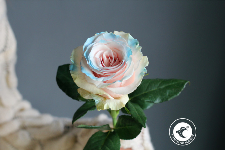 同城配送伊莎贝尔厄瓜多尔进口玫瑰单支