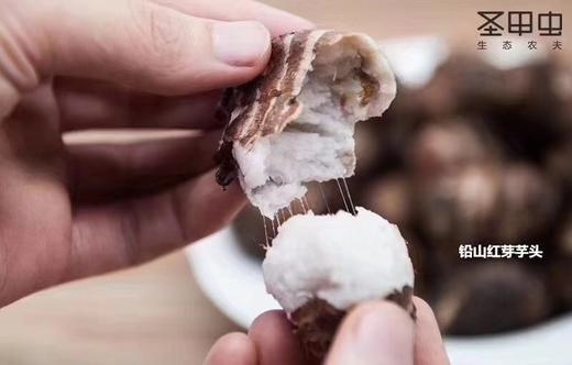 小香糯高品质正宗红芽芋 【5斤装】 商品图1