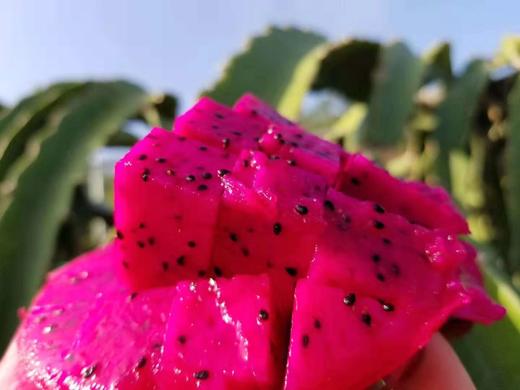 金都一号 商品图0