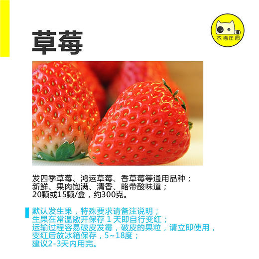 C 四季草莓 商品图1