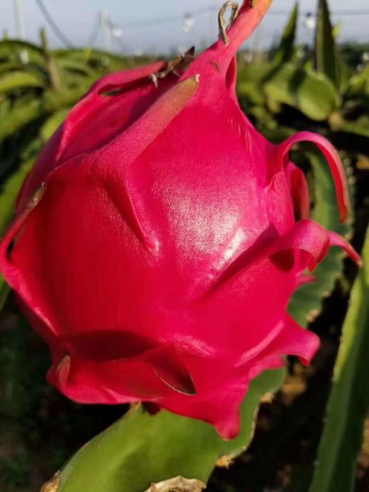 金都一号 商品图2