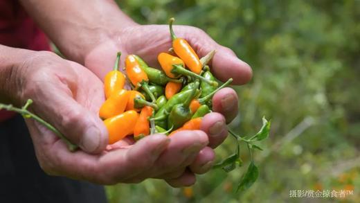 四川省甘孜州 | 长在树上的辣椒（碎米树椒 2020） 商品图2