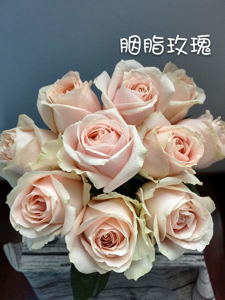 339元6枝起方德嘉荷系列单头玫瑰胭脂中通顺丰全国包邮