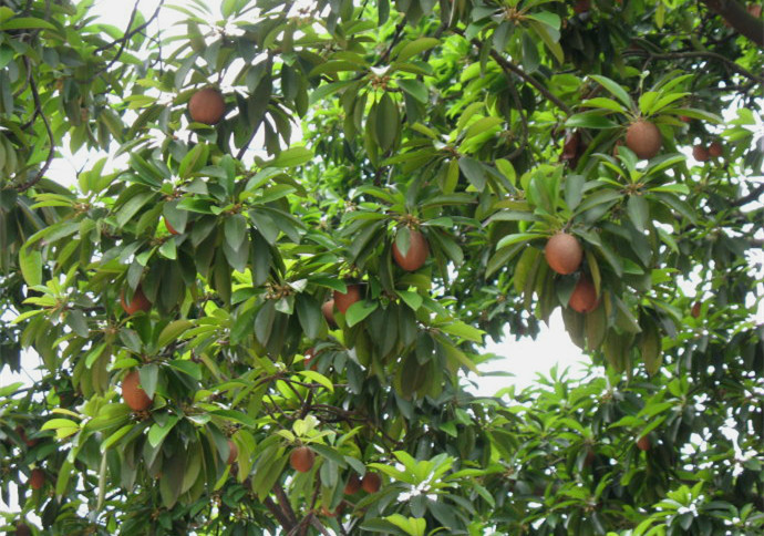 越南越南人参果人心果热带水果进口新鲜香甜可口仙人果5斤装