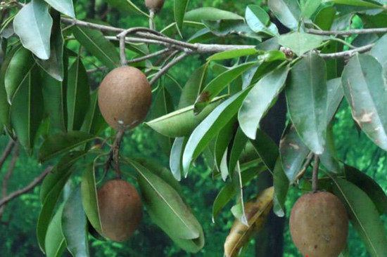 越南越南人参果人心果热带水果进口新鲜香甜可口仙人果5斤装