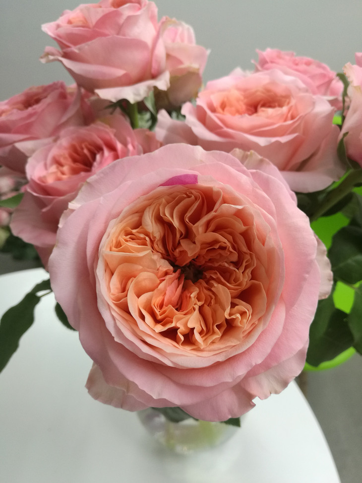 肯尼亚玫瑰粉纽扣伦敦眼10支