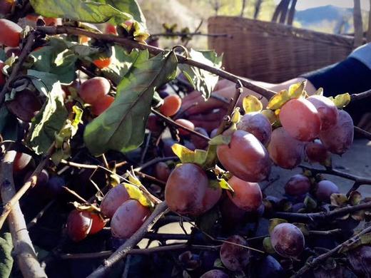 2025年长城野岭日晒自然风干  黑枣 商品图5