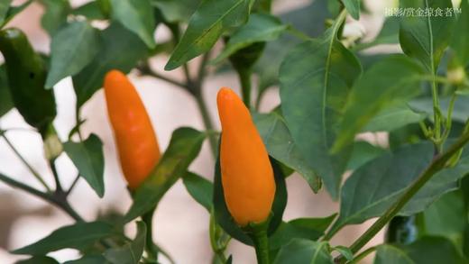 四川省甘孜州 | 长在树上的辣椒（碎米树椒 2020） 商品图1