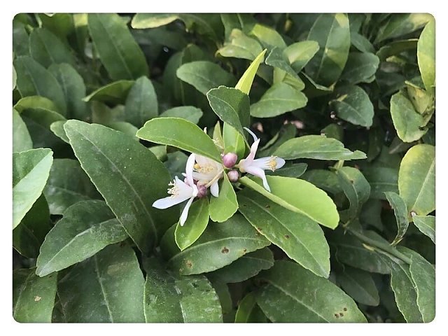 「云南生态柳丁」7斤装 我把100%的精力注入甜美的内心 所以忽略了