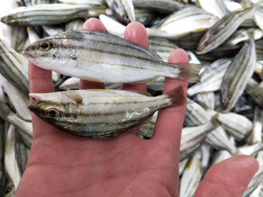 海钓三边鱼学名细鳞鯻福建省内满200包邮省外补运费差价