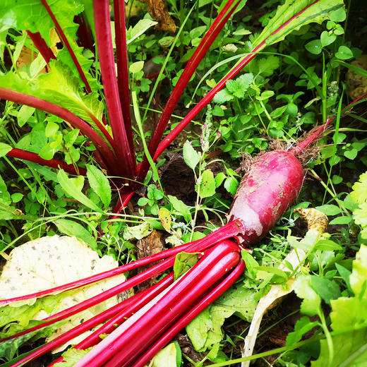 红皮白心萝卜 500g 商品图5