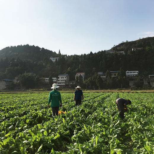 长白萝卜1000克 商品图5