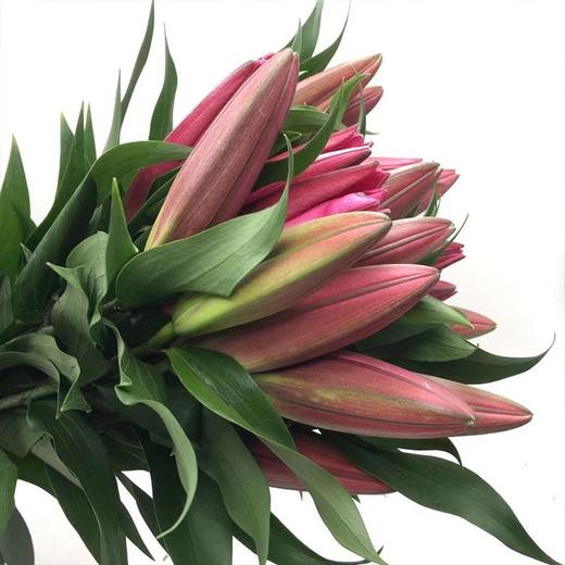 现货b级双头罗宾娜百5支10个花苞香味浓郁