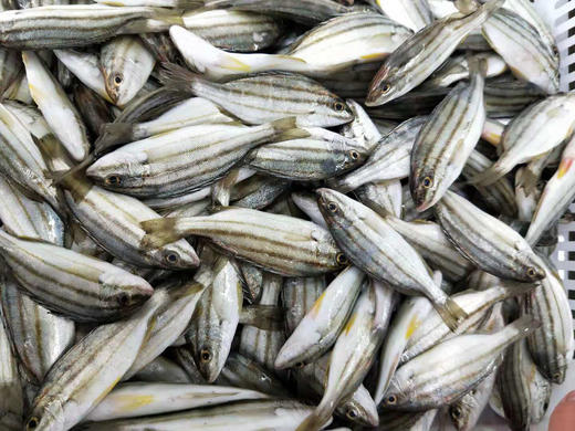 海钓三边鱼学名细鳞鯻福建省内满200包邮省外补运费差价