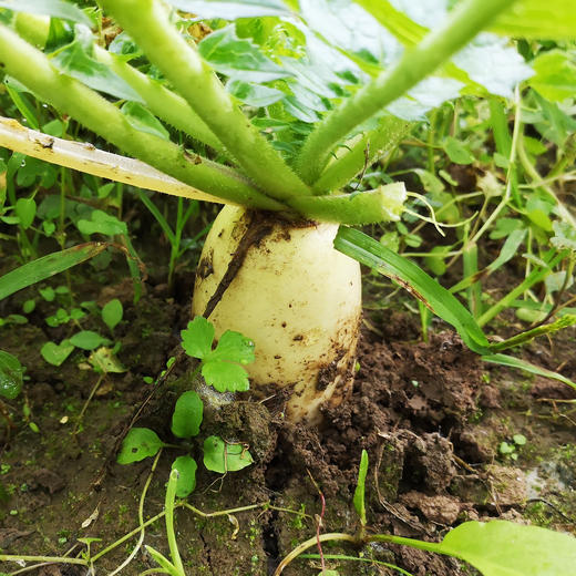 长白萝卜1000克 商品图4