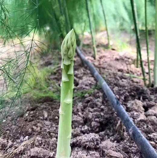 〔产地直发包邮01〕有机芦笋 商品图1