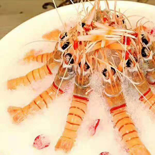 海鳌虾(俗语弹弹虾)不包邮.