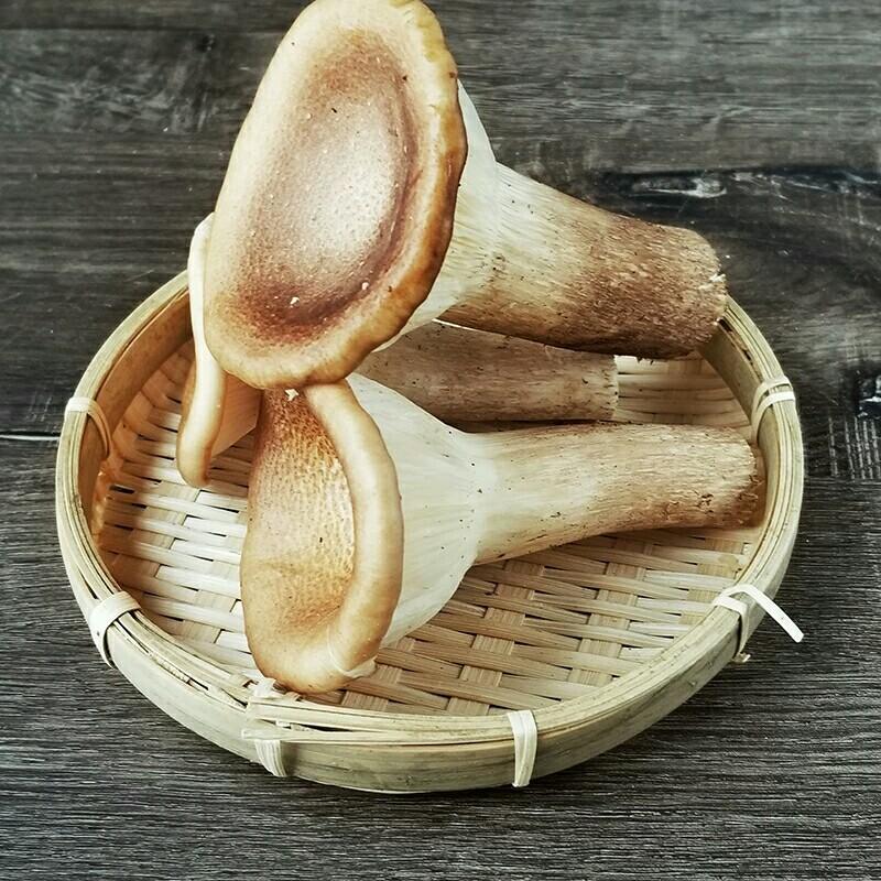 毛阳田园"菇"娘之――明星猪肚菇