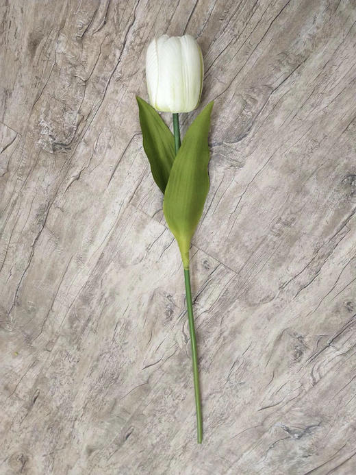 单支郁金香运费自理