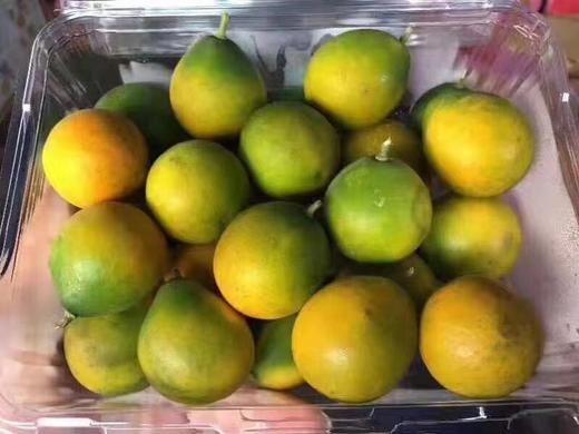 脆蜜金柑 商品图2