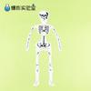 人的骨骼结构 商品缩略图0
