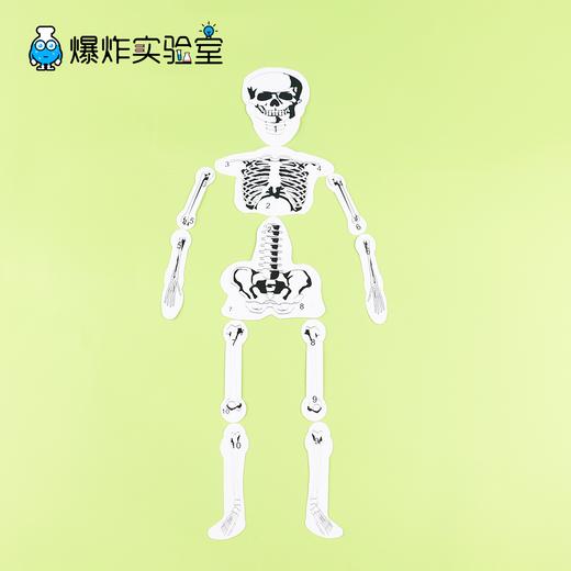 人的骨骼结构 商品图0