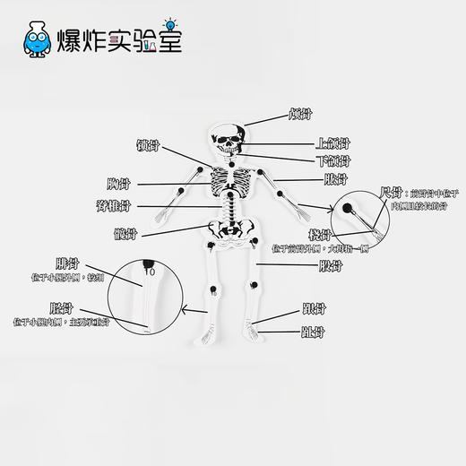 人的骨骼结构 商品图4