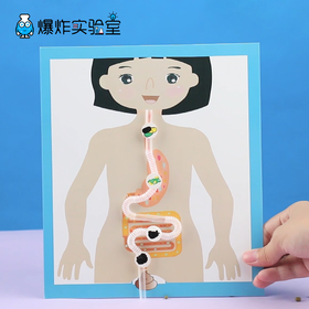 人的消化系统