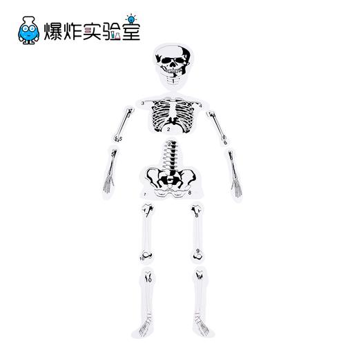 人的骨骼结构 商品图1