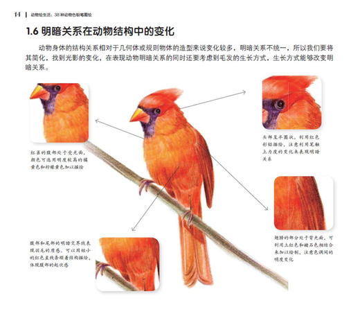 动物绘生活：38种动物色铅笔图绘 商品图6