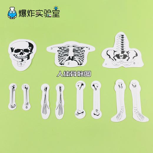 人的骨骼结构 商品图3