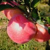 生态烟台红富士苹果 | 合作生产*Ec0-Yantai red Fuji Apple| Coproduction 商品缩略图1