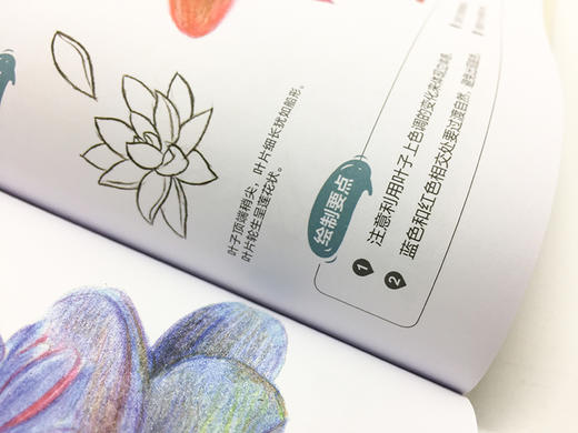 多肉绘生活：37种多肉植物色铅笔图绘 商品图5