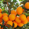 正宗赣南脐橙（20斤装） 商品缩略图3