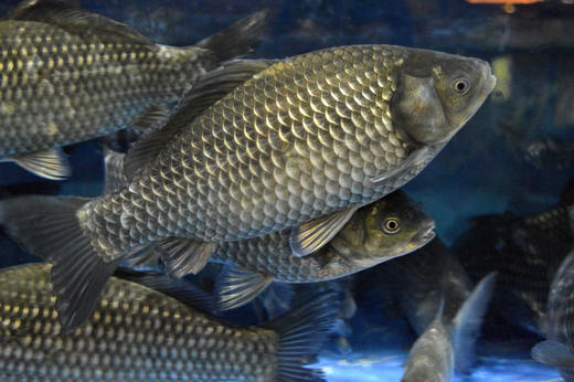 现杀千岛湖河鲫鱼600克700克