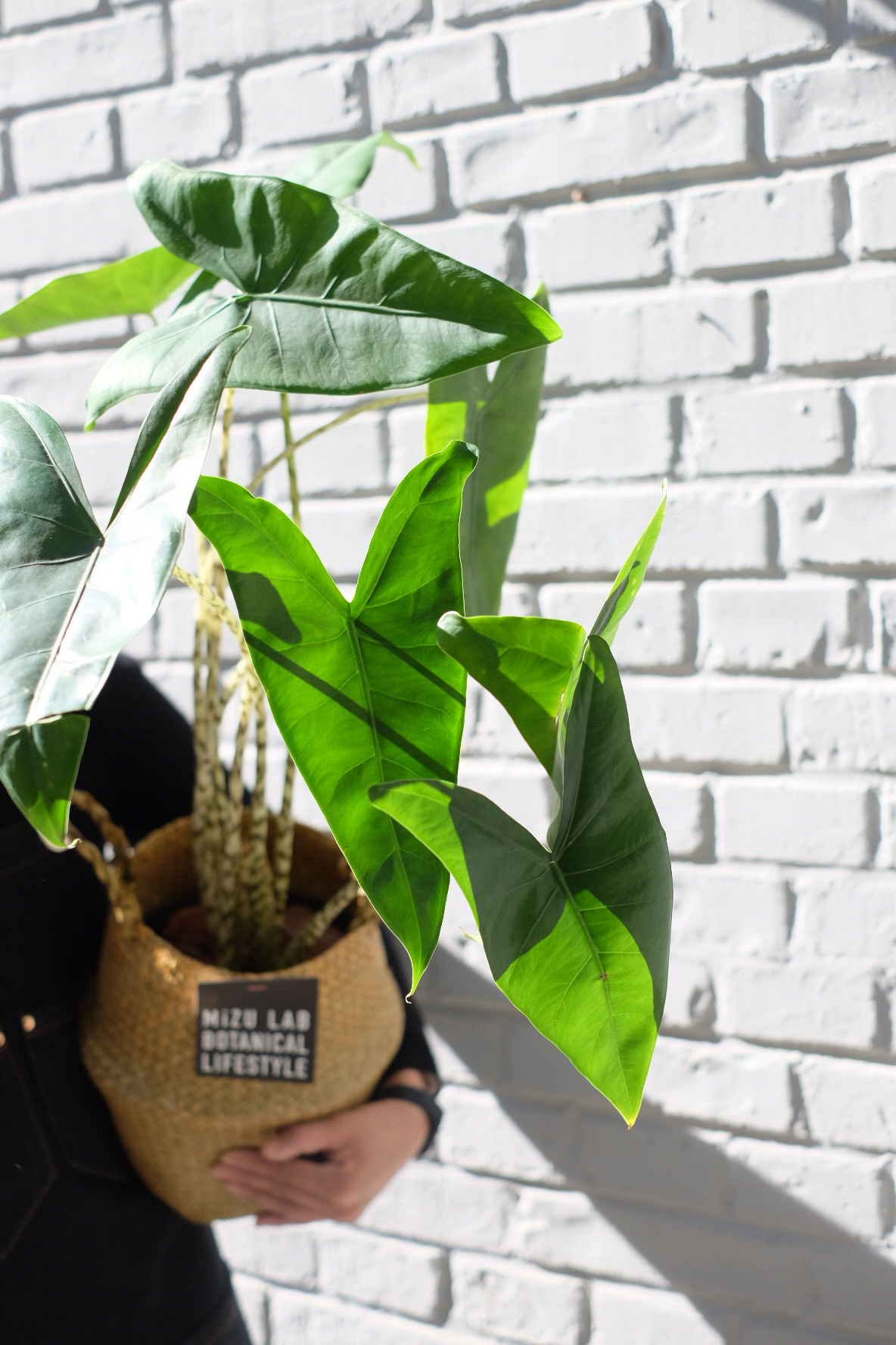 斑马alocasia macrorrhiza