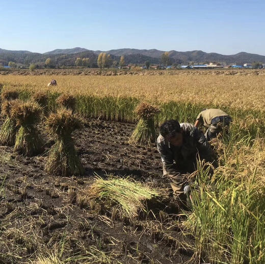 【2025新米上市】我师兄老家的正宗东北五常大米，稻花香2号，中国著名的优质大米产地，全国包邮 商品图3