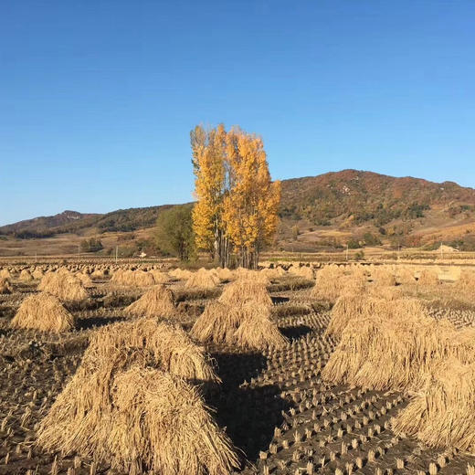 【2025新米上市】我师兄老家的正宗东北五常大米，稻花香2号，中国著名的优质大米产地，全国包邮 商品图4