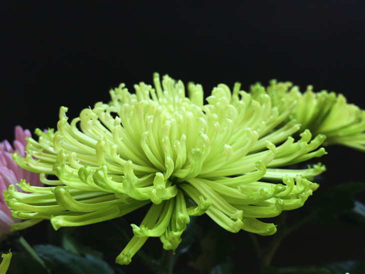 新鲜速递安娜菊