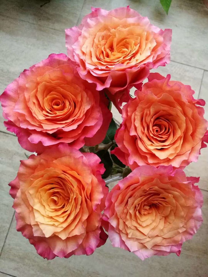 肯尼亚玫瑰卡拉露娜不包邮