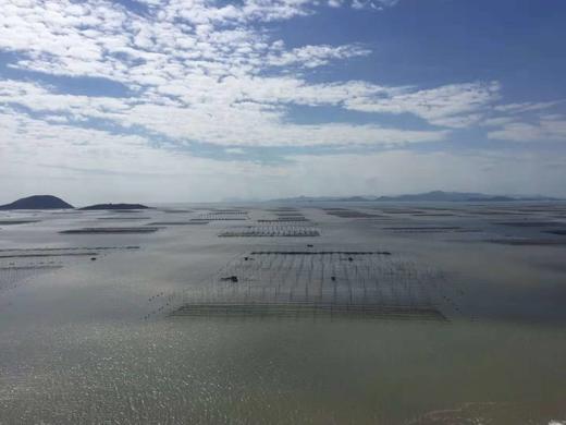 【福建霞浦紫菜海带】【五星推荐】南海海带之乡，原生态海带，只做头水紫菜，品鉴师好评高达百分，无污染、放心、好吃 商品图11