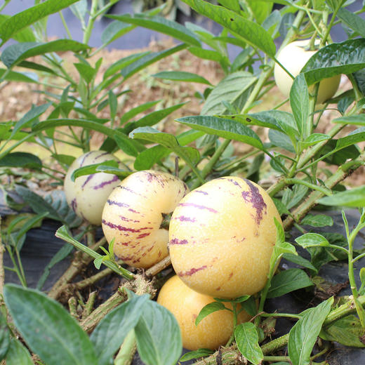 帮卖精选∣石林人参果圆果 | 火山岩风化土质种植 果型圆润清香多汁