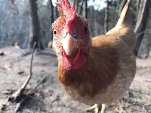 ＃每周五配送，周四晚上10点前必须下单＃真食材＃新基地，会飞的鸡来啦！土鸡土鸭，世界上假的多了，真的也就珍稀了。正宗，吃一个少一个。