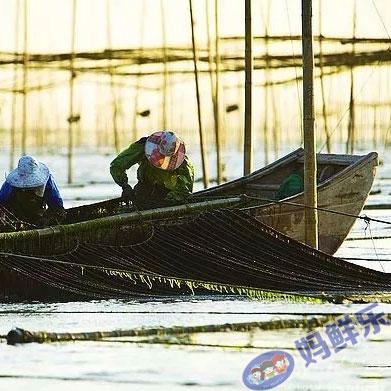 【海山头水紫菜】新头水紫菜 高温灭菌 可即吃 清脆可口 无任何添加 全国包邮 商品图3