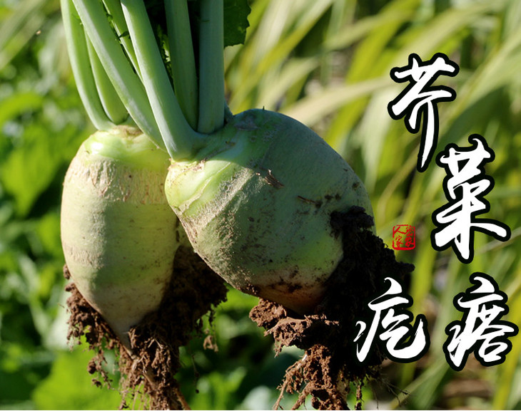 密农人家农家芥菜疙瘩可凉拌腌咸菜2斤