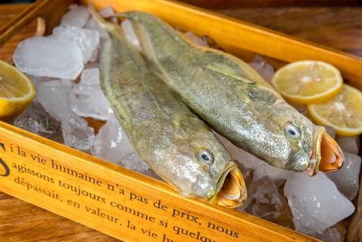 不缺鱼东海冰鲜大黄鱼 鲜到连骨头都想吞下去 - 源鱼生活