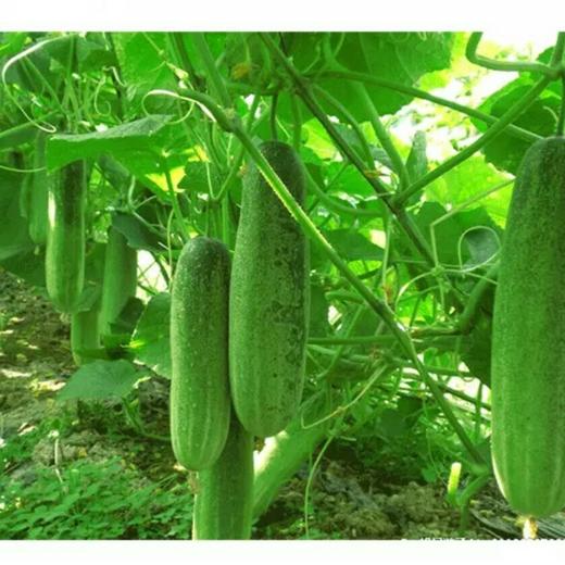 黄瓜(吊瓜)条 (约500g,±50g)