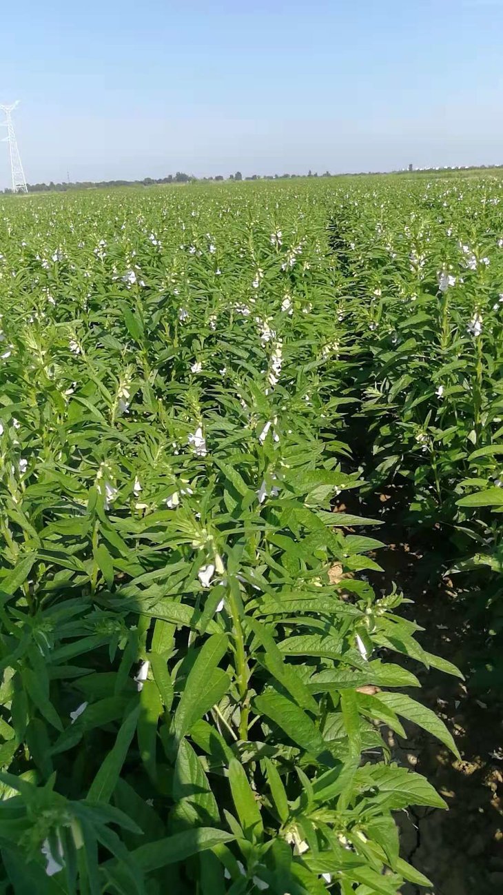 【促销】九蒸九晒黑芝麻丸 酵素种植的黑芝麻制作 五年好评不断
